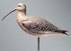 Click Here for Enlarged View Fig. 3: William Bowman Curlew, Long Island, New York. Private collection; photograph courtesy of Guyette and Schmidt.
