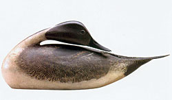 Click Here for Enlarged View Fig. 4: Elmer Crowell (1862-1952), Preening pintail drake. Private Collection; photography courtesy of Guyette and Schmidt.