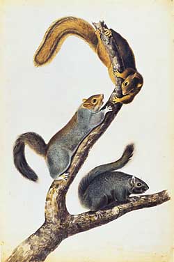 Fig. 1: John James Audubon (French-American, 1785–1851) Cat Squirrel, preparatory study for plate 17 of The Viviparous Quadrupeds of North America (1845–48). Watercolor and pencil, 36-3/4 x 24-1/4 inches. Signed and dated, New York Decr 9th 1841/ J. J. A. Purchased by Pierpont Morgan with the Irwin collection, 1900.  