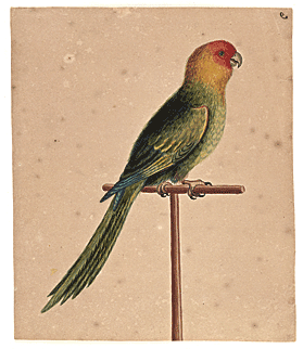 Fig. 4: George Edwards (1694–1773), drawing of a Carolina parrot, ca. 1733. Inscribed upper left: 9. Watercolor and ink on laid paper, 10-1/2 x 8-3/4 inches. Courtesy, Drayton Hall, a historic site of the National Trust for Historic Preservation.