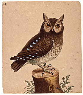 Fig. 5: George Edwards (1694–1773), drawing of a little owl, ca. 1733. Inscribed upper left: 8. Watercolor and ink on laid paper, 10-1/5 x 8-4/5 inches. Courtesy, Drayton Hall, a historic site of the National Trust for Historic Preservation.