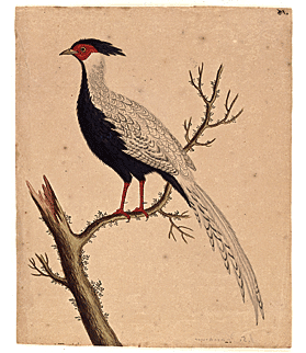 Fig. 6: George Edwards (1694–1773), drawing of a red-winged blackbird, ca. 1733. Watercolor and ink on laid paper, 10-1/5 x 8-3/4 inches. Courtesy, Drayton Hall, a historic site of the National Trust for Historic Preservation.