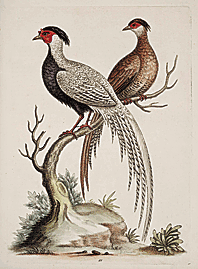 Fig. 8: George Edwards (1694–1773), The Black and White Chinese Cock Pheasant, with its Hen, plate 66, from A Natural History of Birds, Most of Which Have Not Been Figured or Described…Part II, 7 vols. (Royal College of Physicians, 1747)