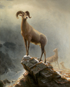 Rocky Mountain Sheep