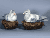 Pair of English Pearlware Pigeons