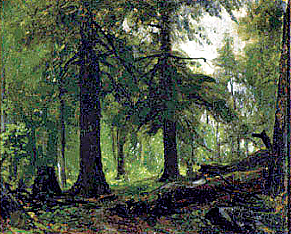 Forest Interior