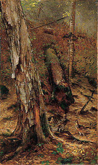 An Adirondack Forest