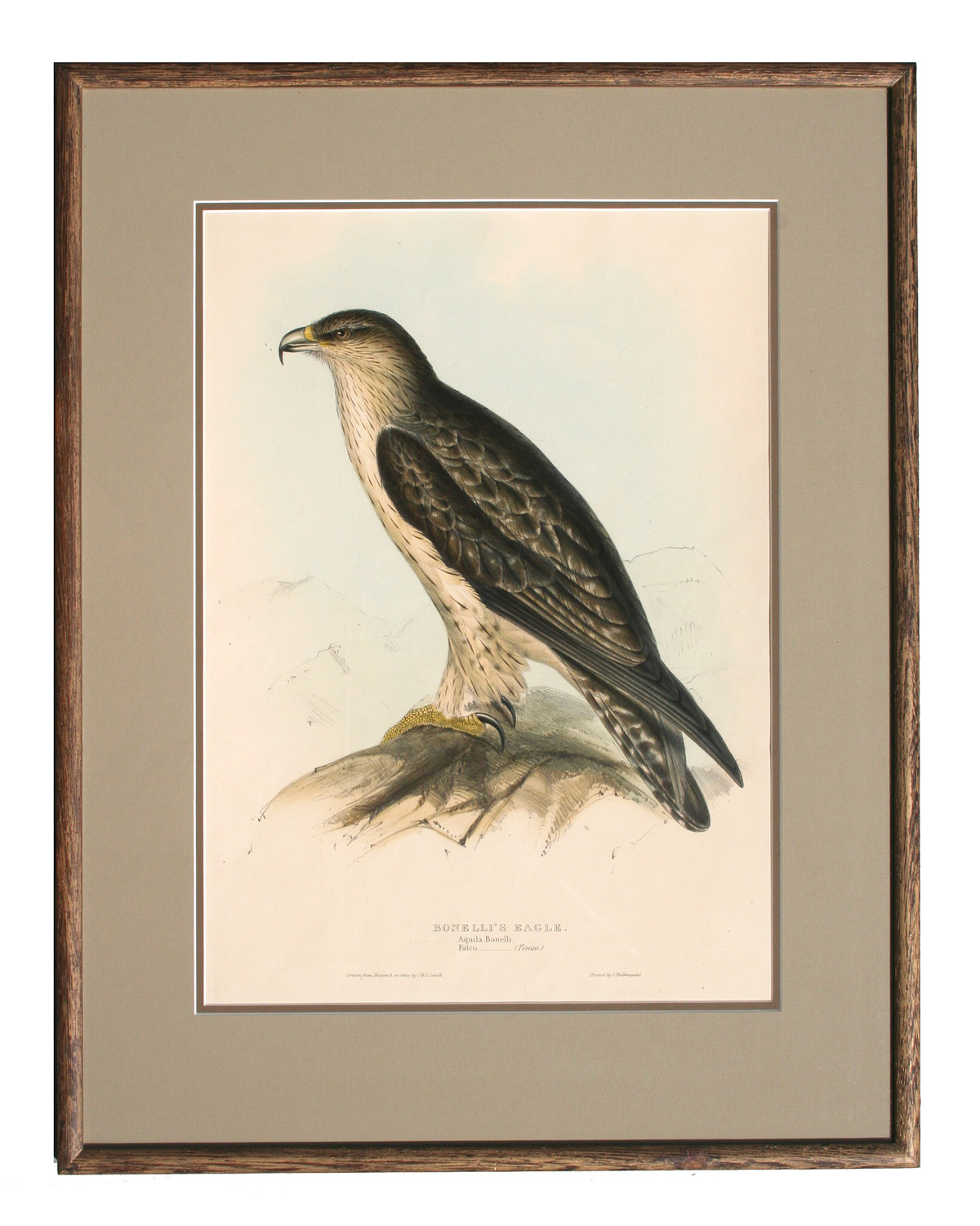 Original Hand Colored Lithograph By John Gould