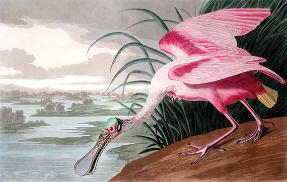 Roseate Spoonbill