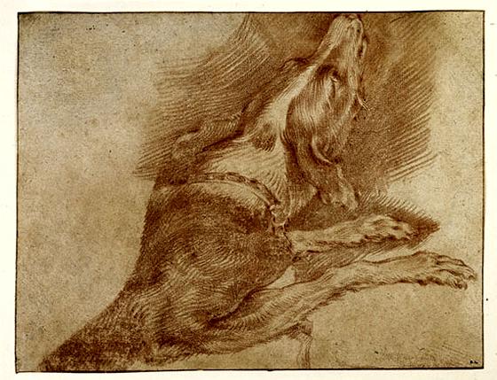 Drawing, Frans Snyders -Study of a Hound