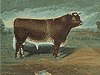 Prize Bull Portraits (2 of 5)