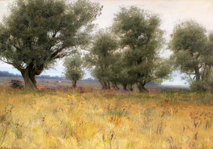 Olive Trees