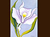 <i>White Orchid</i>